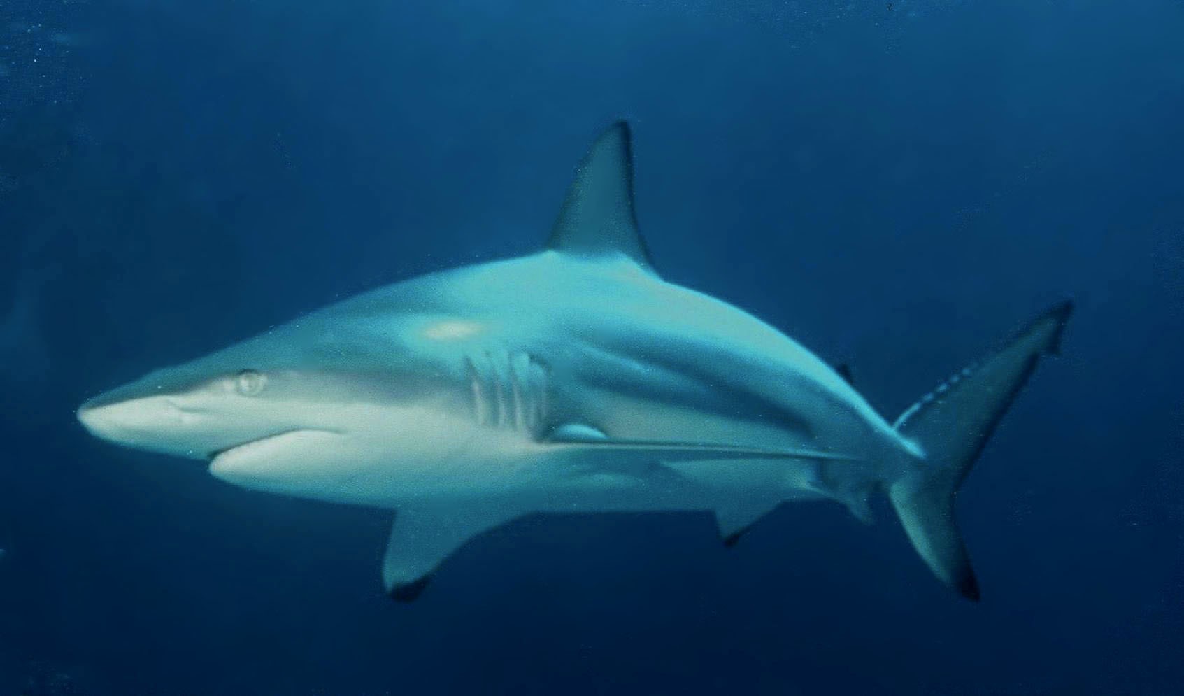 Sharks in the Gulf of Mexico & Texas: Full List | Texas Daily Enterprise