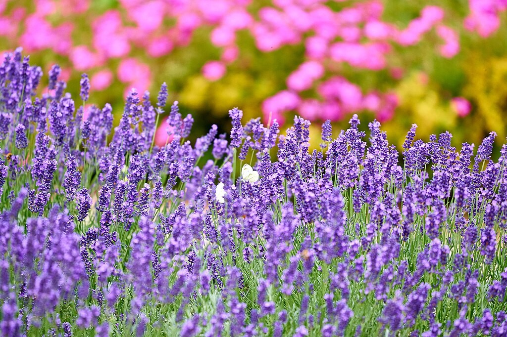 Texas lavender with a white butterfly on a flower