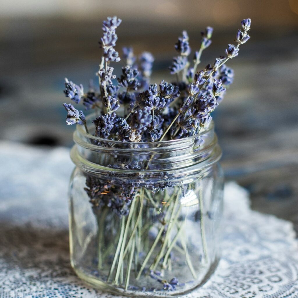 dried harvested lavender